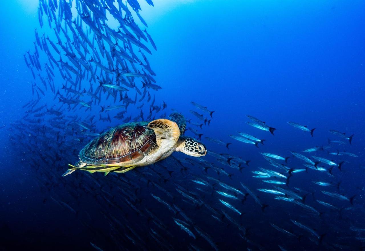 Sanctum Una Una Eco Dive Resort Pulau Unauna Eksteriør bilde