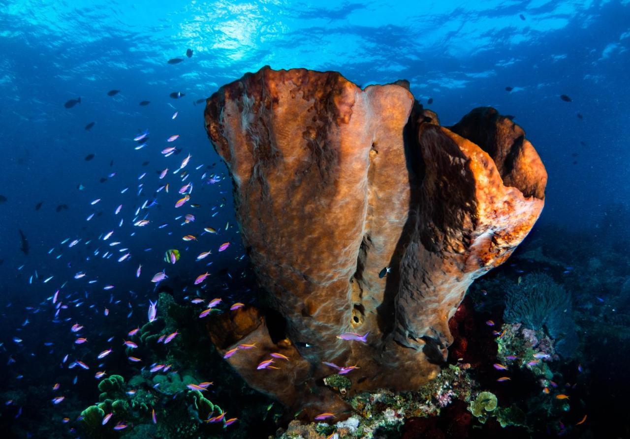 Sanctum Una Una Eco Dive Resort Pulau Unauna Eksteriør bilde