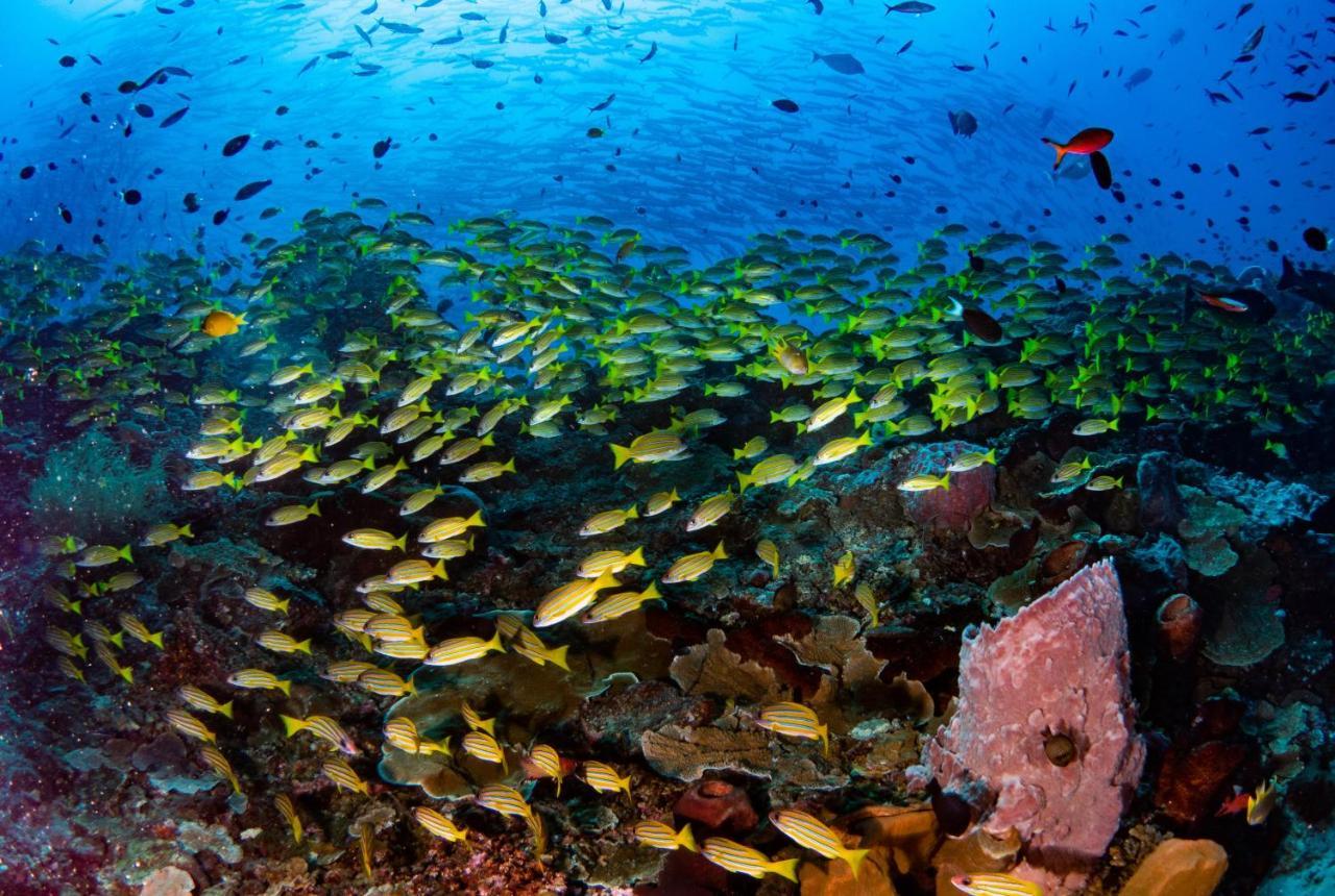 Sanctum Una Una Eco Dive Resort Pulau Unauna Eksteriør bilde