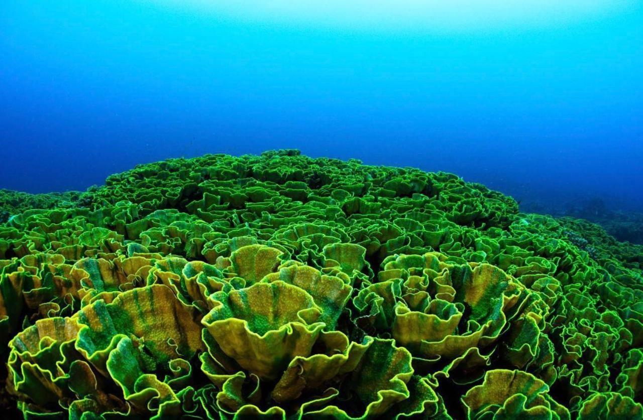 Sanctum Una Una Eco Dive Resort Pulau Unauna Eksteriør bilde