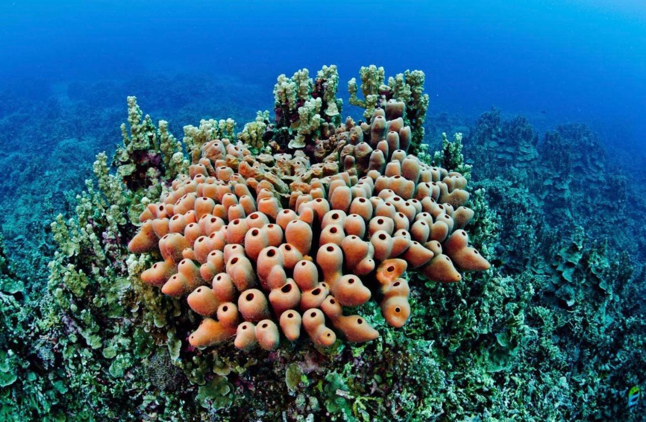 Sanctum Una Una Eco Dive Resort Pulau Unauna Eksteriør bilde