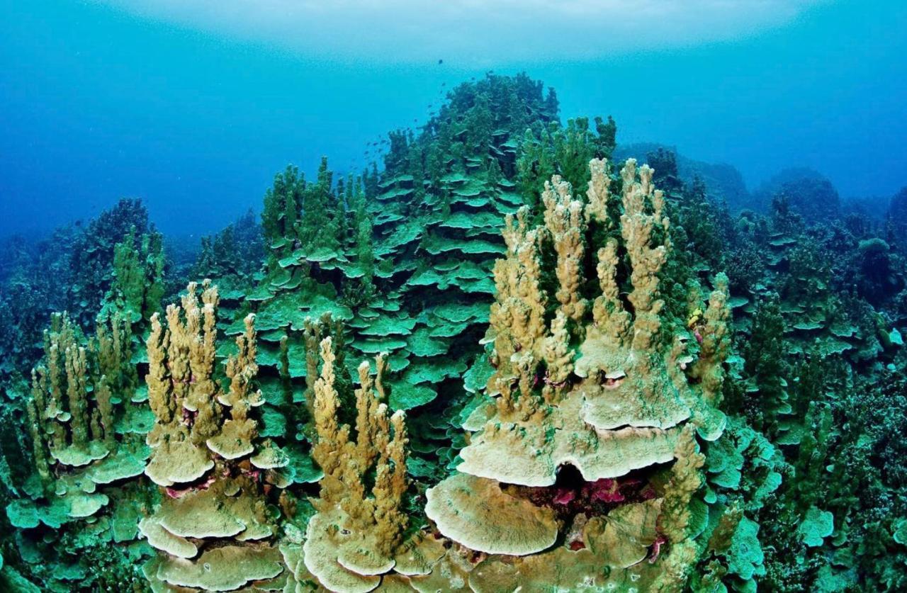 Sanctum Una Una Eco Dive Resort Pulau Unauna Eksteriør bilde